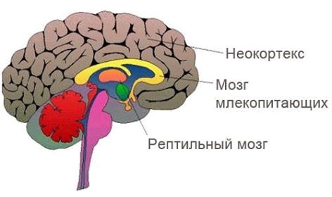 Семинар Развитие мозга ребенка Семинар Развитие мозга ребенка